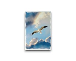 Ansichtkaart - Vliegende meeuw in de wolken